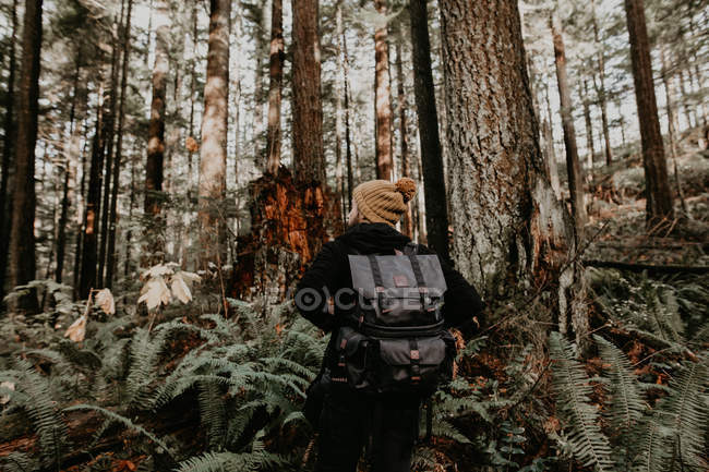 Rear view of man with backpack walking in autumn forest on sunny day — Stock Photo