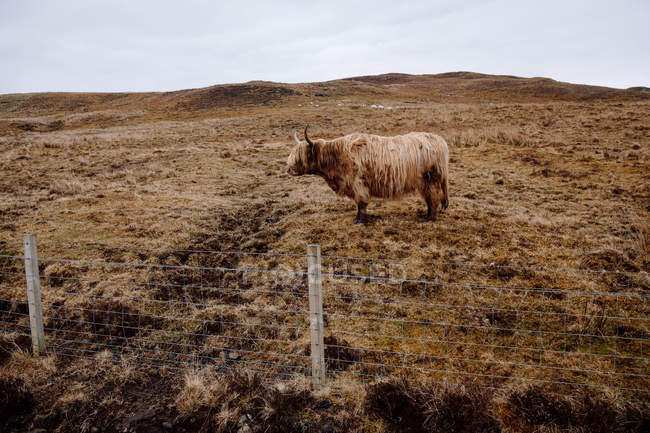 Vue latérale de la vache bovine des hautes terres sur herbe sèche — Photo de stock