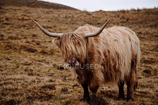 Vaca bovina das Terras Altas em pé no campo de grama seca — Fotografia de Stock