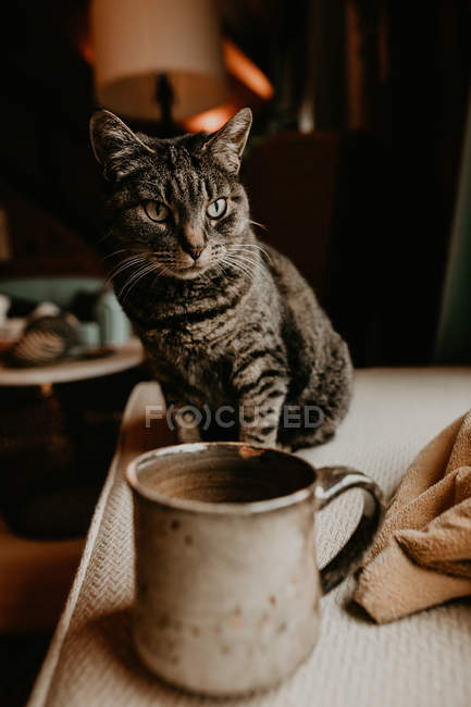 Gatinho bonito sentado na mesa em copo de metal em casa . — Fotografia de Stock