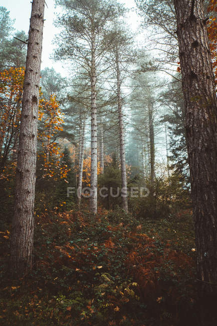 Paysage panoramique vue sur les bois sur la pente des collines à l'automne — Photo de stock