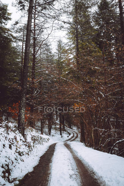 Camino que conduce en bosque de abeto de invierno - foto de stock