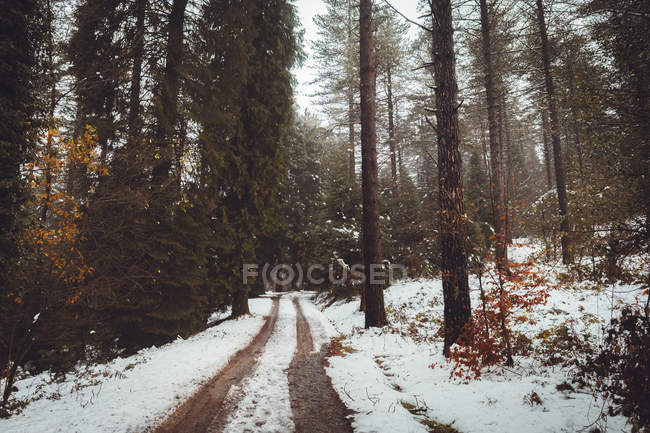View to white rural road covered with snow in forest. — Stock Photo