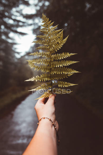 Crop male hand holding autumn branch at road in woods. — Stock Photo