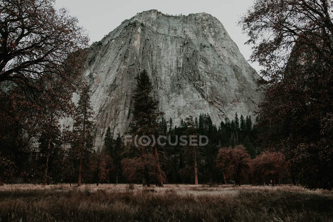 Landscape view of mountain meadow and forest trees — Stock Photo