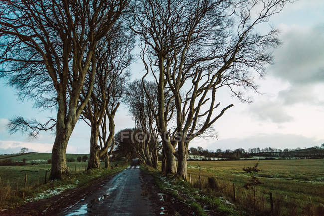 Estrada de asfalto molhada vazia em florestas no coutryside — Fotografia de Stock