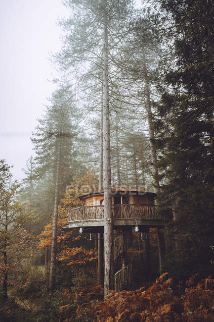 Casa construida en el árbol en el bosque de otoño brumoso - foto de stock