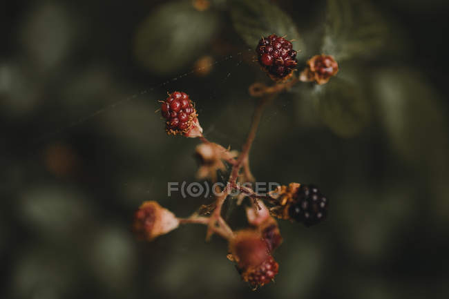 Close up view of red and black colorful berries in forest. — Stock Photo