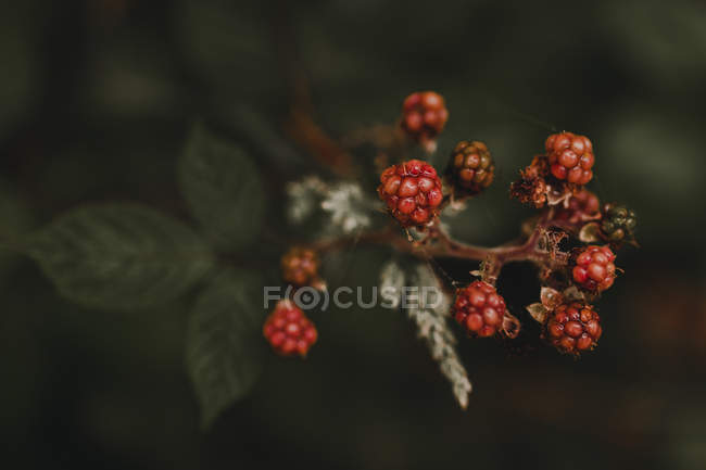 Close up view of wild red berries in forest — Stock Photo