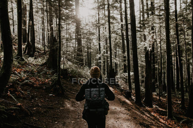 Vue arrière de l'homme marchant dans la forêt d'automne par une journée ensoleillée — Photo de stock