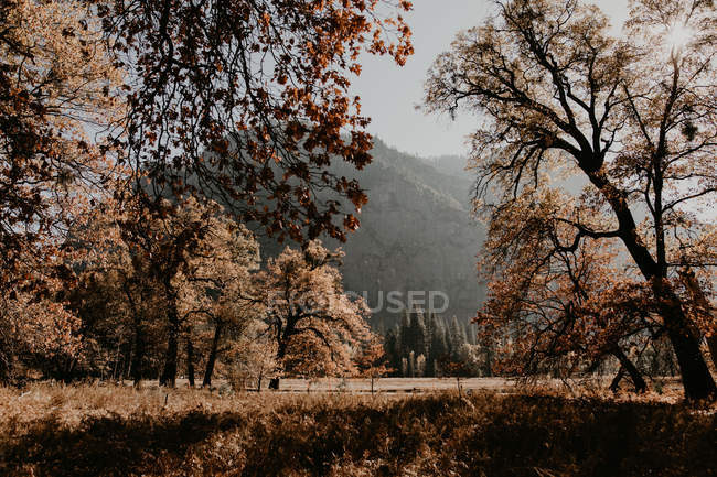 Краєвид на гору в осінньому лісі — стокове фото