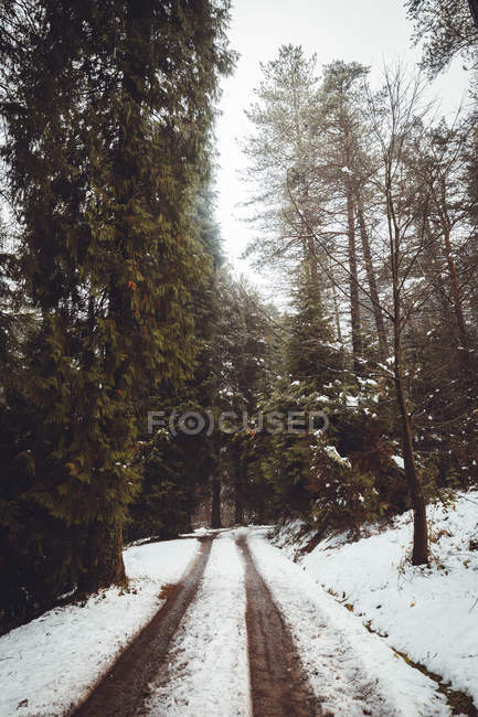 Route enneigée rurale en forêt de sapins d'hiver — Photo de stock