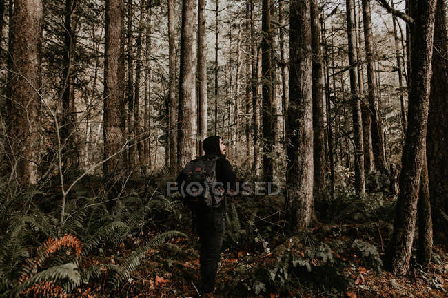 Задний вид человека, идущего в осеннем лесу и смотрящего в сторону — стоковое фото