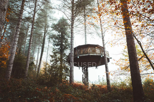 Vista de ângulo alto de casa em madeiras em floresta de outono nebulosa — Fotografia de Stock