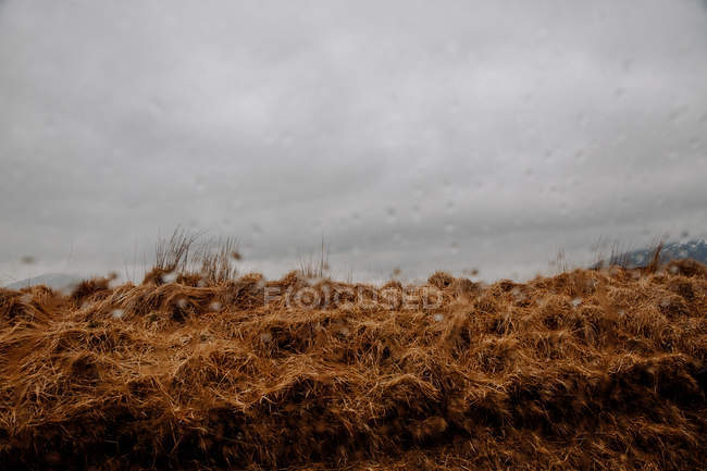 Vista attraverso il vetro per asciugare l'erba su tempo nebbioso — Foto stock