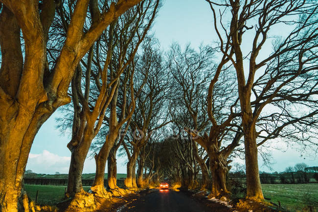 View to leafless trees rows and car ridding on asphalt road in countryside — Stock Photo