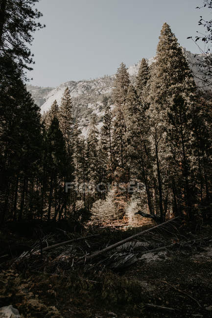 Blick auf hohe Bäume im Bergwald — Stockfoto