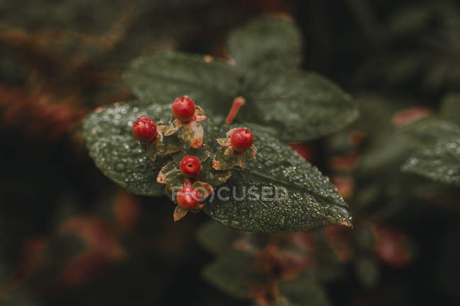 Close up view of ripe wild berries on bush — Stock Photo