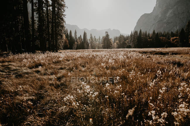 Vista al soleado prado en el bosque en el valle de la montaña . - foto de stock
