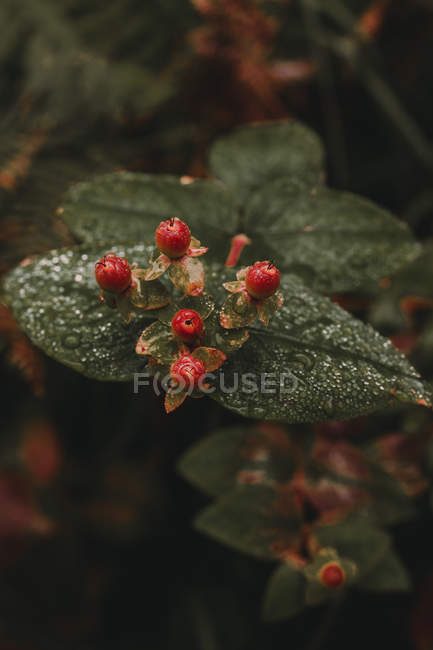 Vista de perto de bagas selvagens vermelhas no arbusto — Fotografia de Stock