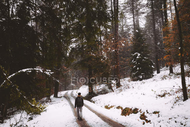 Вид ззаду на туристичну прогулянку по сільській дорозі в зимовому лісі . — стокове фото
