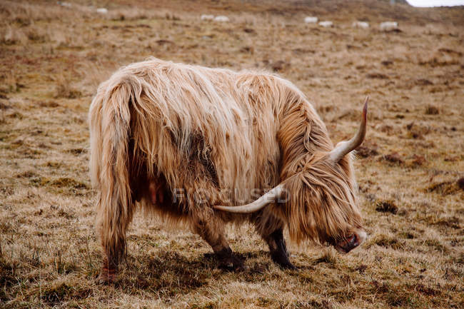 Vista lateral da vaca bovina das terras altas que pastoreia na grama seca — Fotografia de Stock
