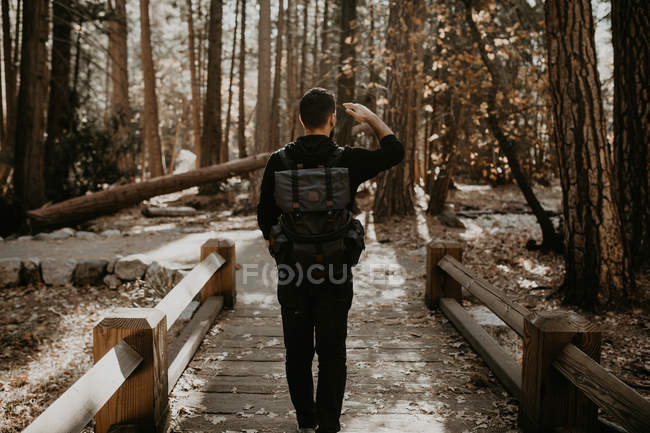 Back view of tourist man standing on bridge in sunny forest. — Stock Photo