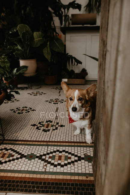 Cute little dog standing at doorway and looking at camera — Stock Photo