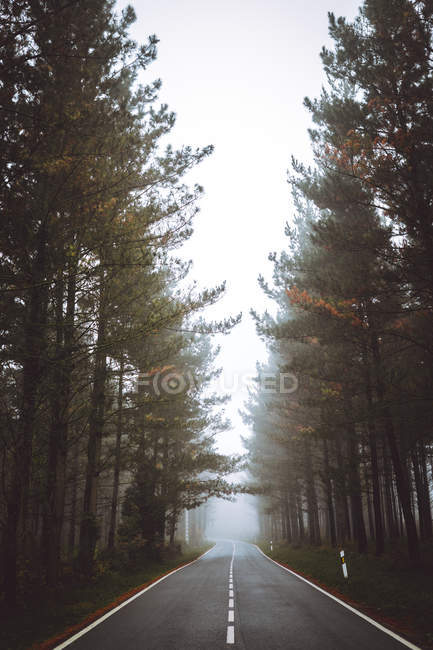Idyllic view to asphalt road in green autumn foggy forest. — Stock Photo