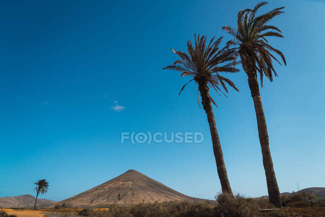 Paesaggio di dessert tropicale con palme e montagne sopra il cielo azzurro sfumato — Foto stock