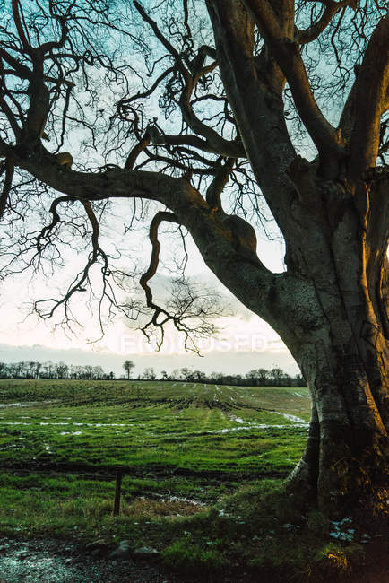 Blick auf grüne Wiese und großen blattlosen Baum auf dem Land — Stockfoto