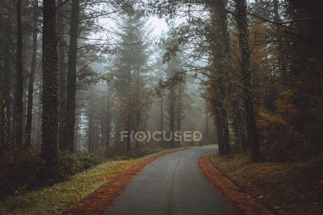 Vista idílica para estrada de asfalto na floresta de outono em dia nebuloso
. — Fotografia de Stock