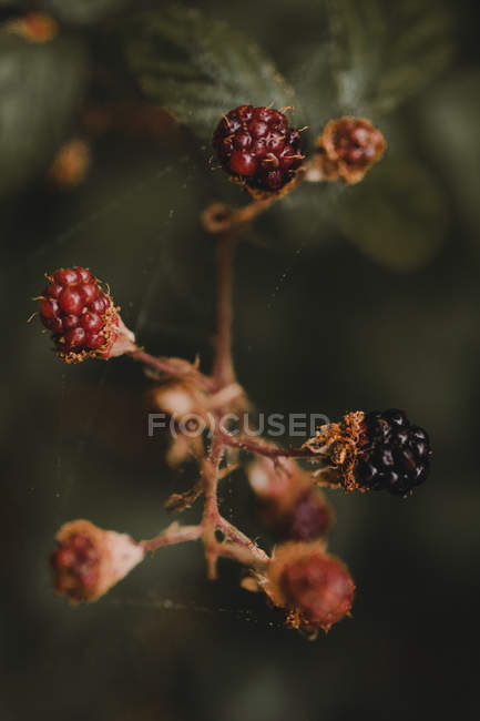 Крупним планом вид на дикі ягоди в лісі — стокове фото