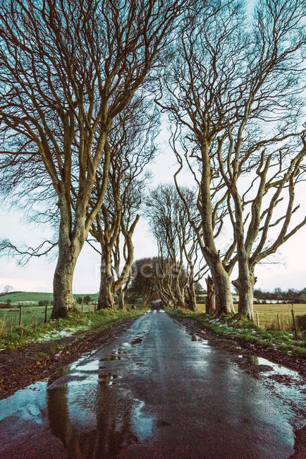 View to wet asphalt road and woods in green field — Stock Photo