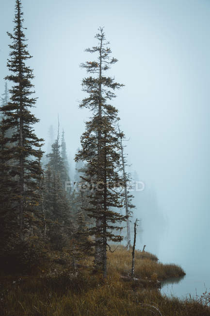 Trees on slope on background of thick fog — Stock Photo
