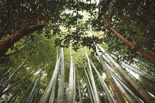 Vista inferior de los troncos de bambú en el bosque - foto de stock