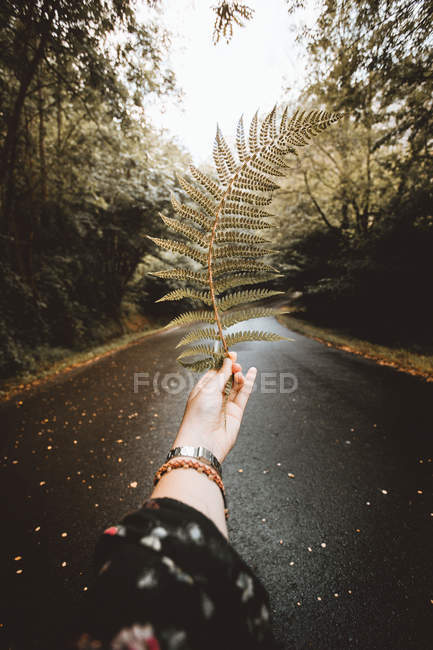 Cortar la mano femenina con hoja de helecho verde en el fondo de la carretera en los bosques
. - foto de stock