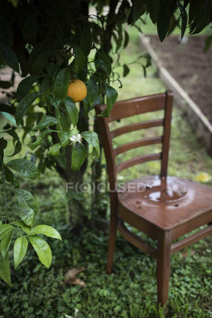 Sedia in legno e piccolo arancio su albero in giardino . — Foto stock