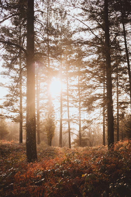 М'яке сонячне світло, що сяє між деревами в тихому лісі — стокове фото