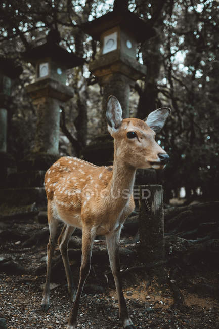 Симпатичный маленький оленёнок стоит на столбах в лесу . — стоковое фото