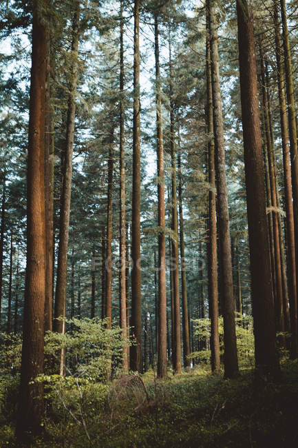 Vue sur les grands bois à la forêt d'automne — Photo de stock