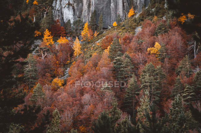 Trees with fall foliage growing on slope of rocky cliff. — Stock Photo