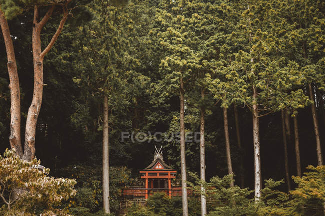 Pequeño edificio tradicional asiático colocado en un bosque verde y espeso . - foto de stock