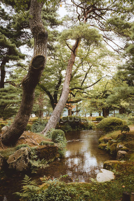 Вид на маленьку річку, що тече в зеленому світлому лісі . — стокове фото