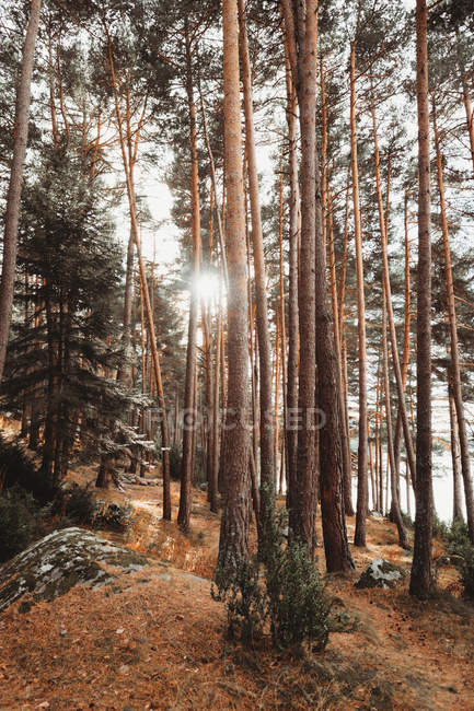 View to tall evergreen trees in sun flares. — Stock Photo