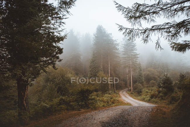 Rural road in misty green forest — Stock Photo