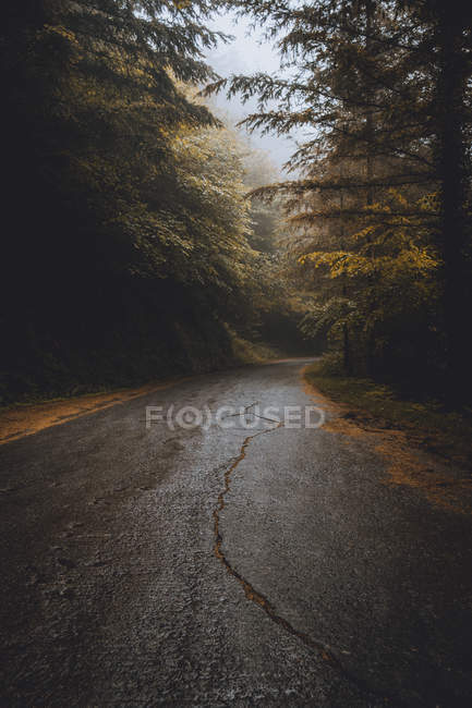 Влажная асфальтовая дорога в туманных лесах — стоковое фото