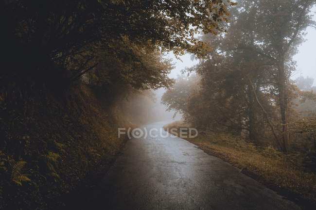 Strada asfaltata bagnata in boschi nebbiosi d'autunno — Foto stock