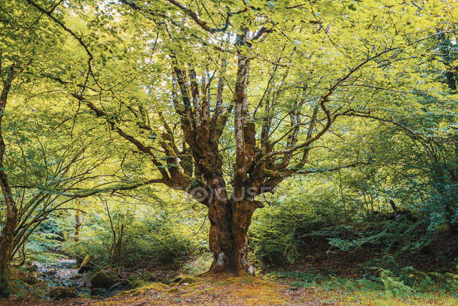 Großer grüner Baum wächst im malerischen lichten Wald. — Stockfoto