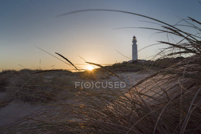 Вид через суху траву на маяк під час заходу сонця у сутінках . — стокове фото